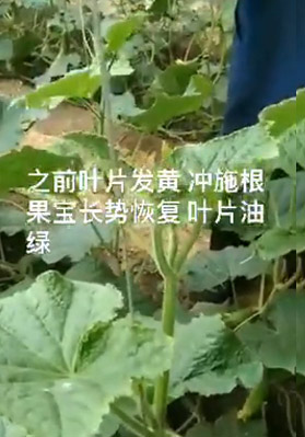 沖施根果寶后，葉片油綠